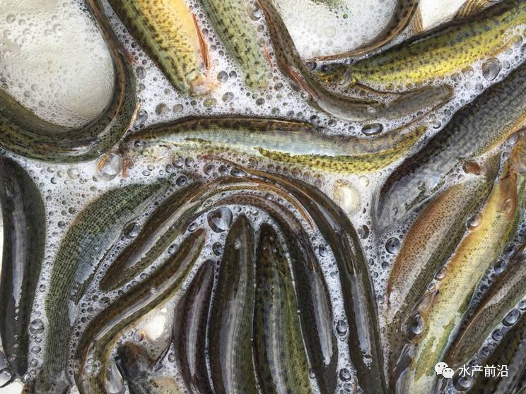 臺灣泥鰍價格最新動態(tài)報告，最新行情解析