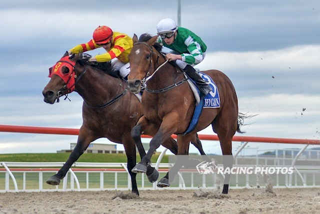 斗馬比賽殘忍視頻直播,斗馬比賽殘忍視頻直播，現(xiàn)象、爭議與反思