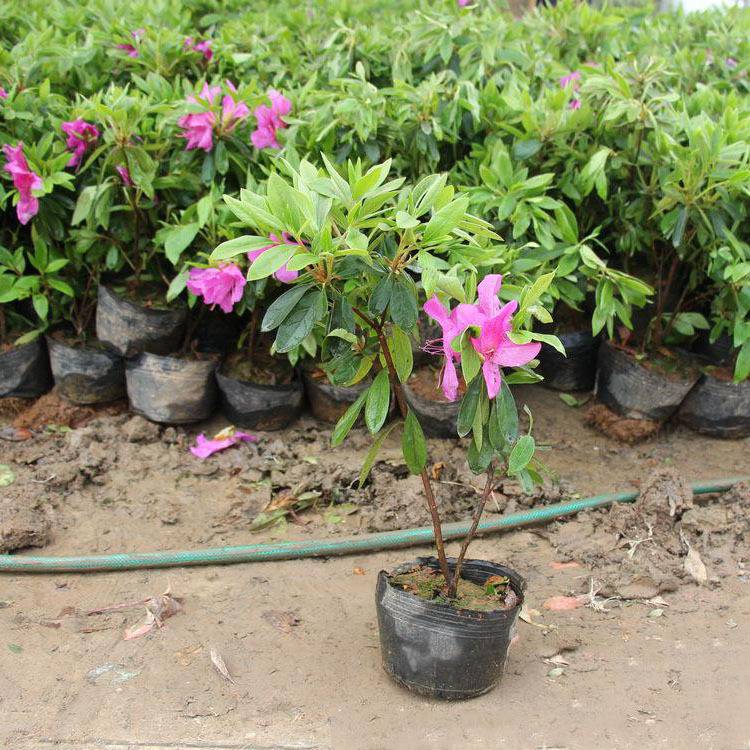 毛杜鵑價格,毛杜鵑價格大解密你的省錢攻略來了！