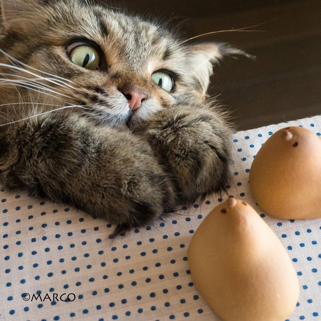 快貓最新科技產(chǎn)品革新，引領(lǐng)未來生活新潮流