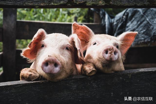 福建漳浦今日豬價行情分析與概述