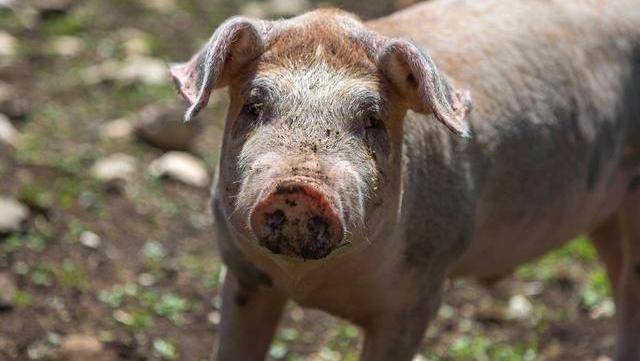 福建漳浦今日豬價行情分析與概述