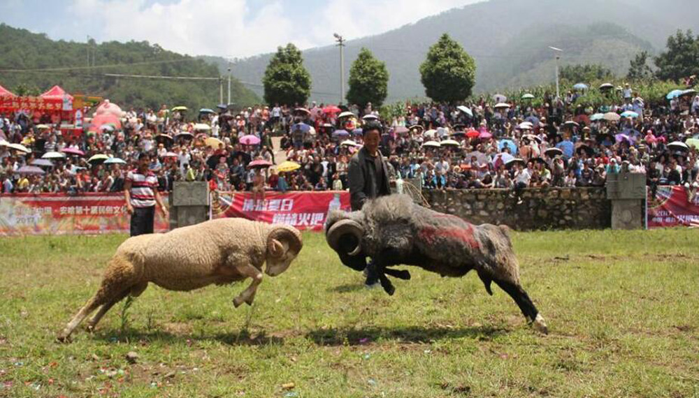 斗羊比賽殘忍視頻直播,斗羊比賽與自信的種子，變化的力量和學(xué)習(xí)的魅力