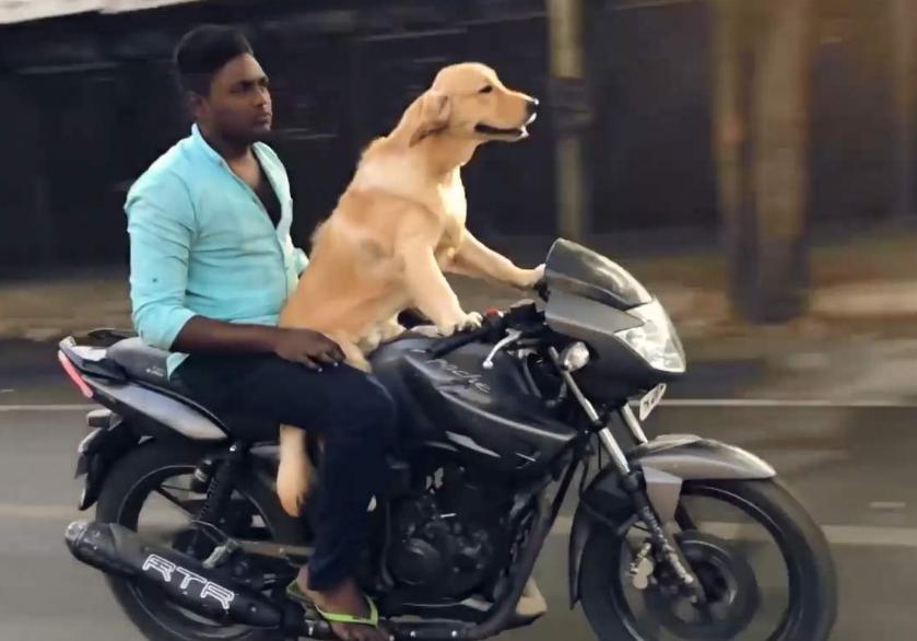 最新遛狗方式，愛(ài)的紐帶與溫馨日常的體驗(yàn)