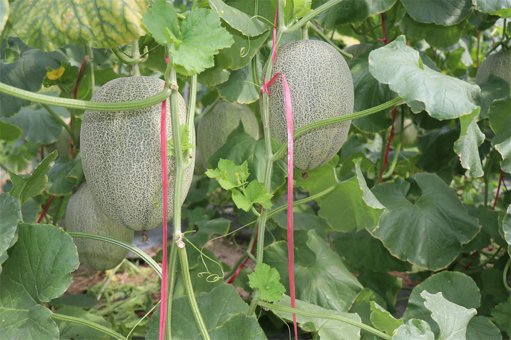 哈密瓜上市季節(jié)、品種與市場供應(yīng)解析，幾月份是哈密瓜的盛宴？