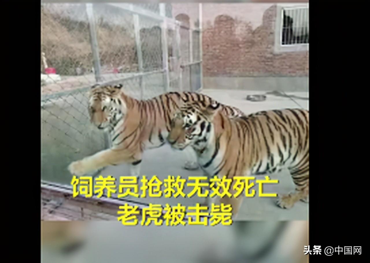 老虎傷人事件最新動(dòng)態(tài)揭秘，小紅書(shū)專(zhuān)欄關(guān)注事件進(jìn)展????