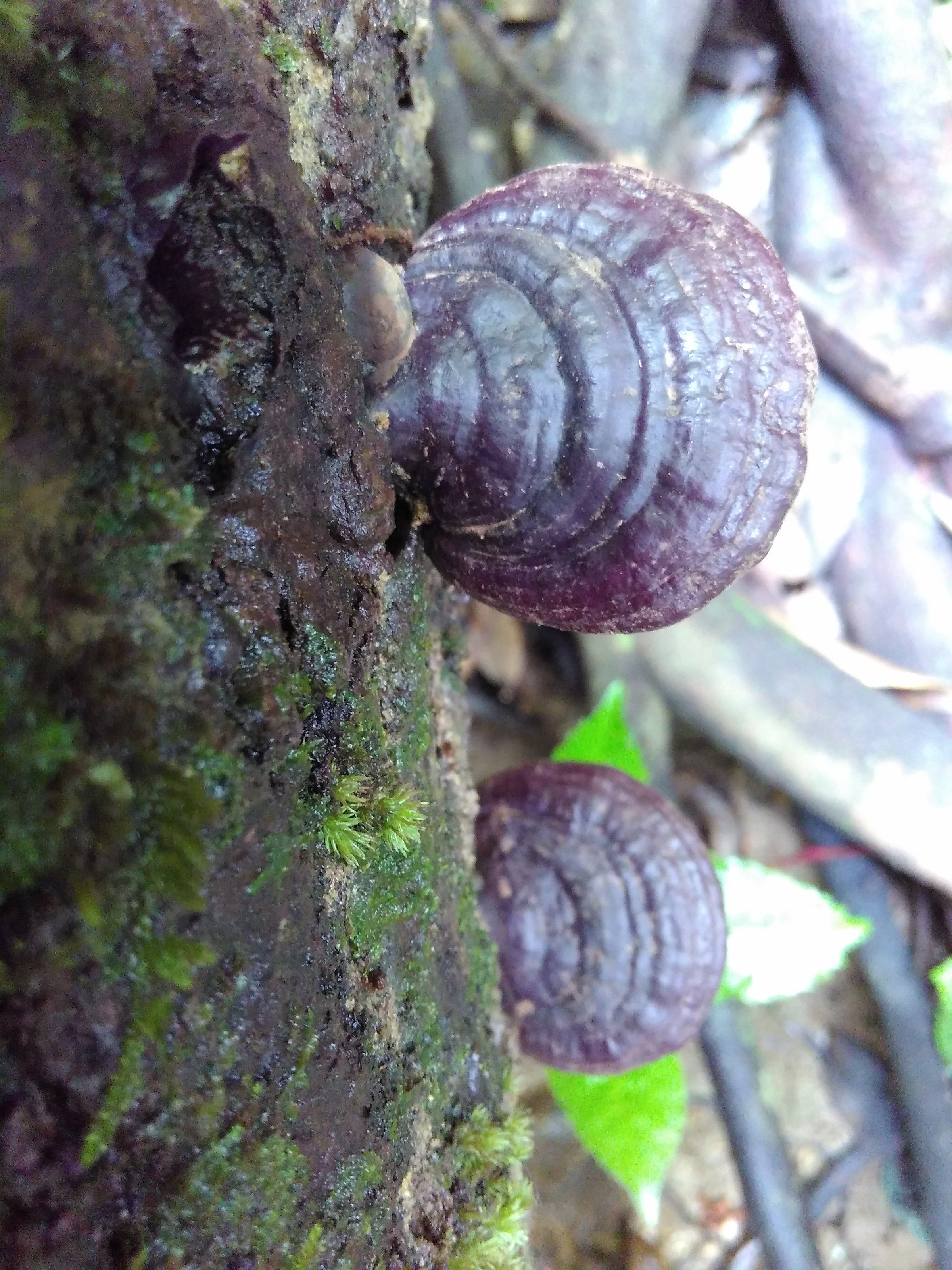 赤靈芝價格解析，市場價、市場分析與觀點探討