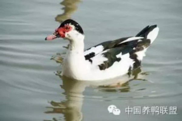 鴛鴦鴨行情，一只鴨子背后的勵(lì)志故事