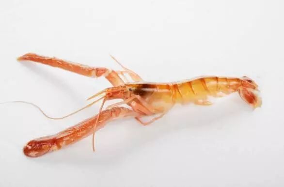 上市蝦，市場(chǎng)潛力與可持續(xù)發(fā)展的博弈之道