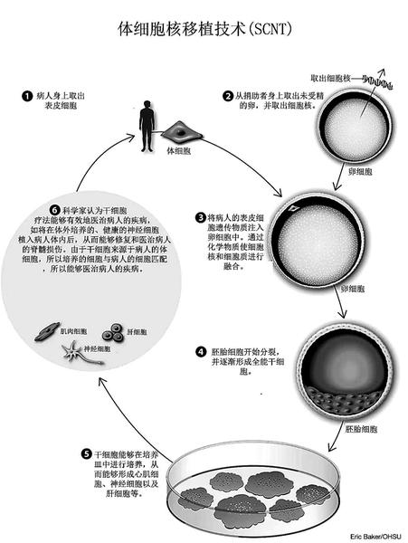 克隆技術(shù)進(jìn)展動(dòng)態(tài)，探索生命奧秘的旅程啟程了