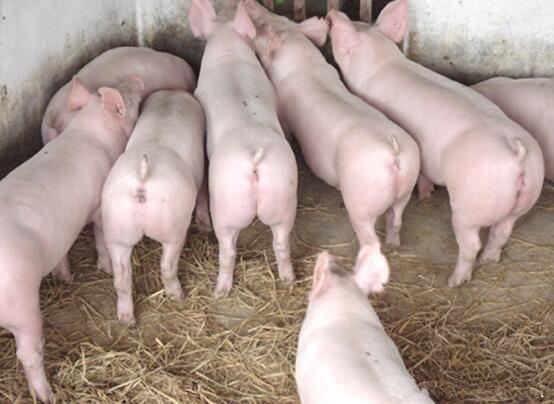 全國(guó)今日生豬行情變化，機(jī)遇與勵(lì)志的力量探索