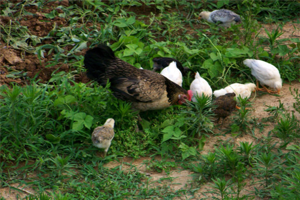 柴雞價格最新行情及小巷深處的味覺探秘之旅