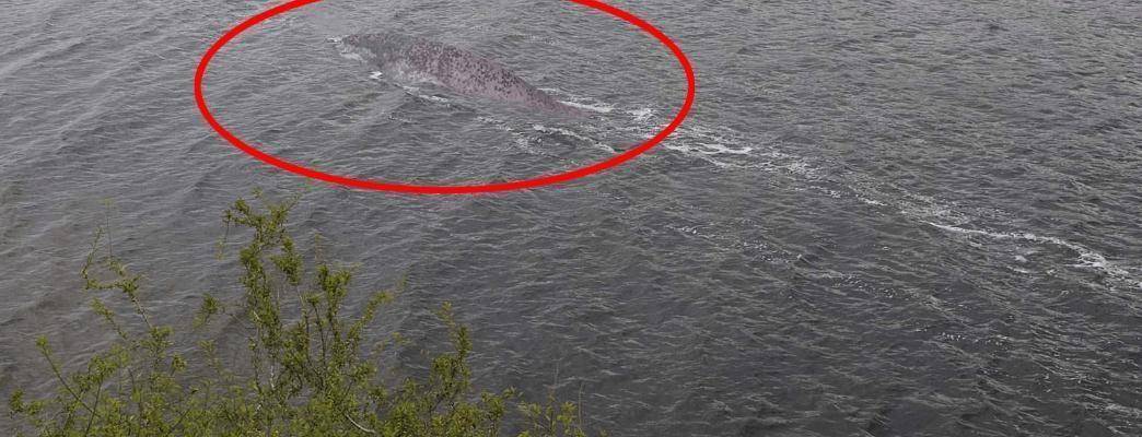 羅平板橋神秘生物最新報道，不明生物現(xiàn)身！