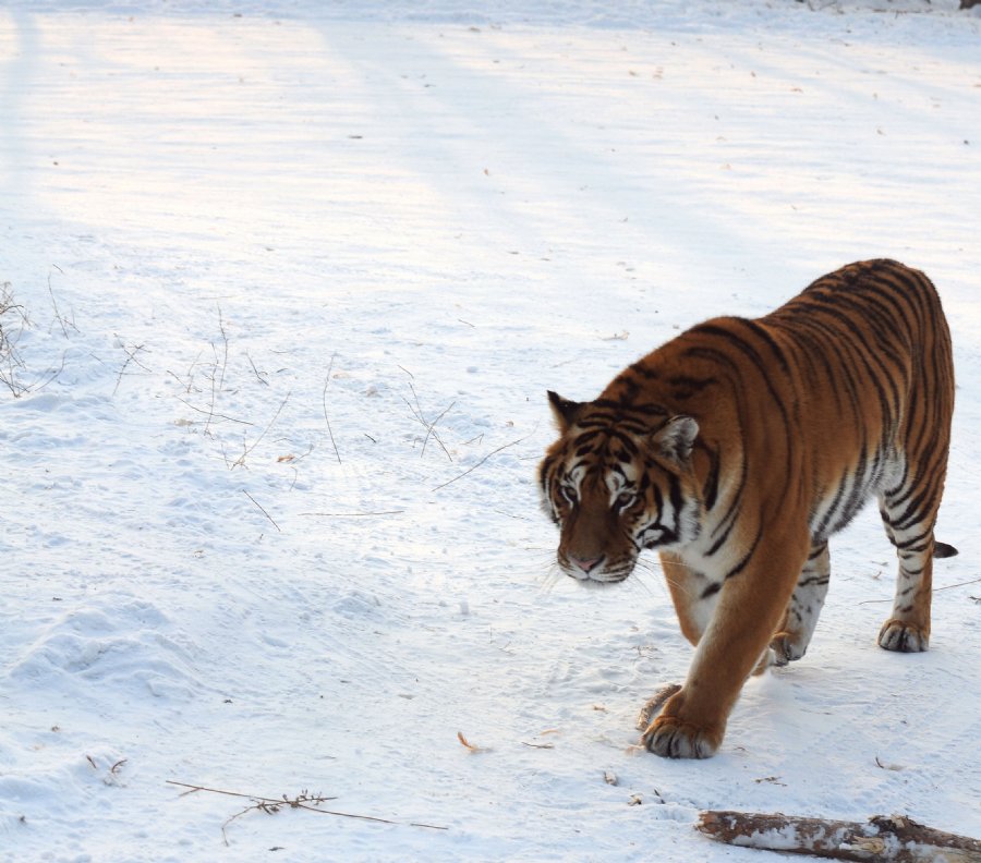 虎威演員表揭秘，舞臺之外的小日常風(fēng)采