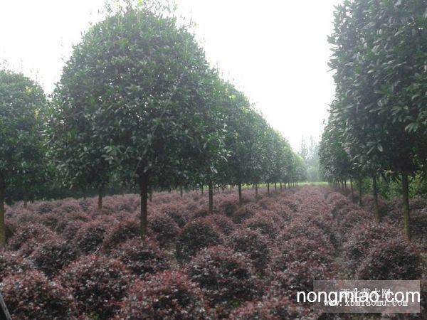 八月金桂花樹價格，智能之選，科技與自然完美融合的智能之選。