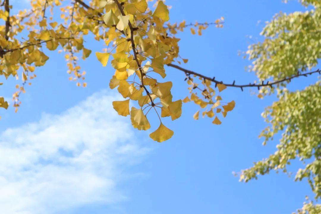 劍河綠化公司招聘啟事，尋找綠色事業(yè)伙伴，共創(chuàng)美好未來！