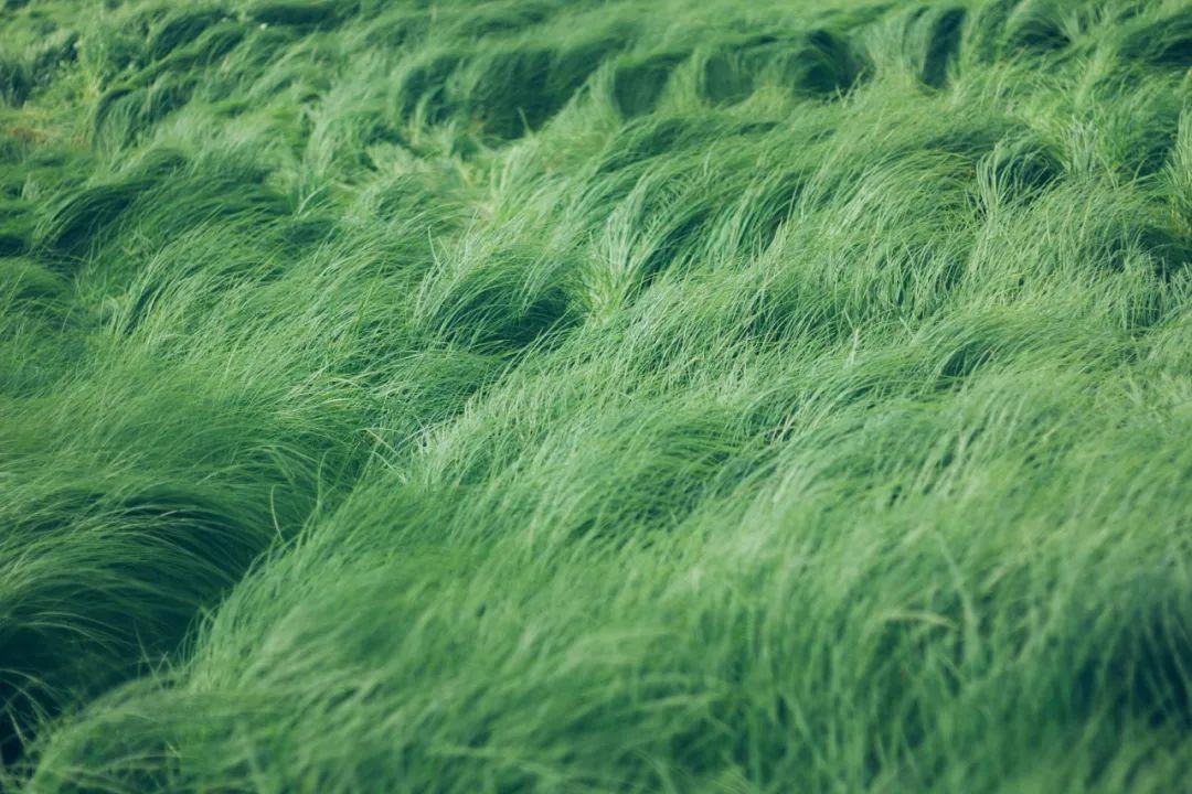 最新綠色文學(xué)作品，巷弄深處的綠色故事小屋