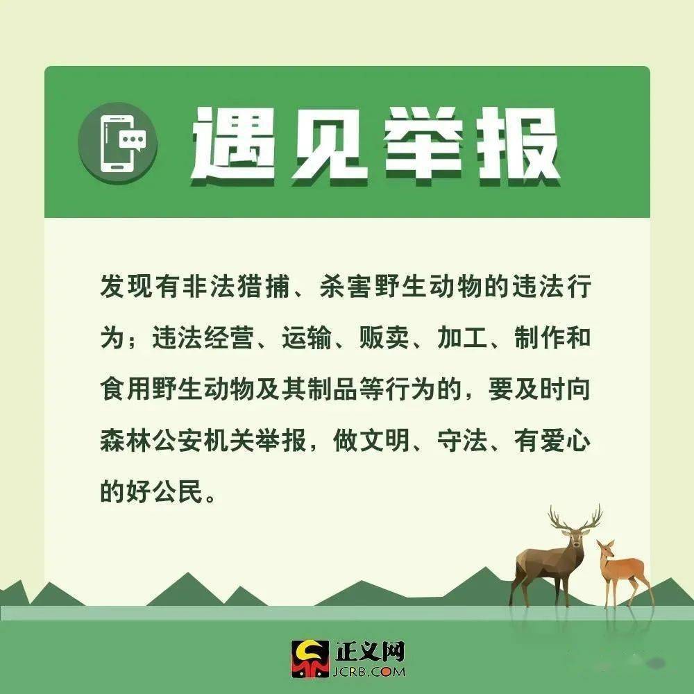 最新野生動(dòng)物保護(hù)法規(guī)與小巷深處的綠色秘境探秘，保護(hù)行動(dòng)與獨(dú)特小店的獨(dú)特故事