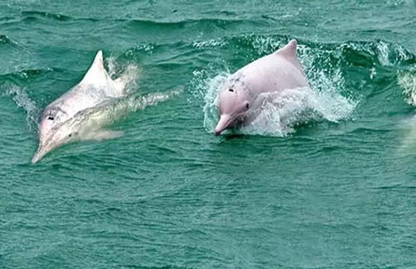 柔浪電影，情感與藝術(shù)的完美融合之旅???