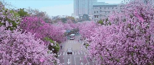 黃石紫金花城最新動(dòng)態(tài)???