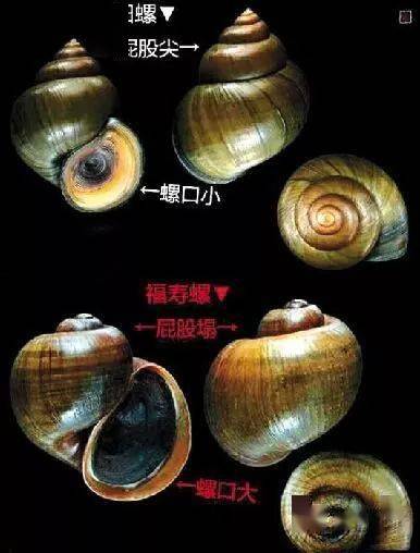 田螺價(jià)格背后的溫情故事，奇遇與收購之旅