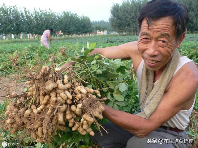 延津縣花生米今日行情詳解，如何了解與評(píng)估市場(chǎng)行情及趨勢(shì)分析