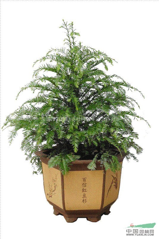 紅豆杉行情，繁榮的市場(chǎng)現(xiàn)狀與未來(lái)展望