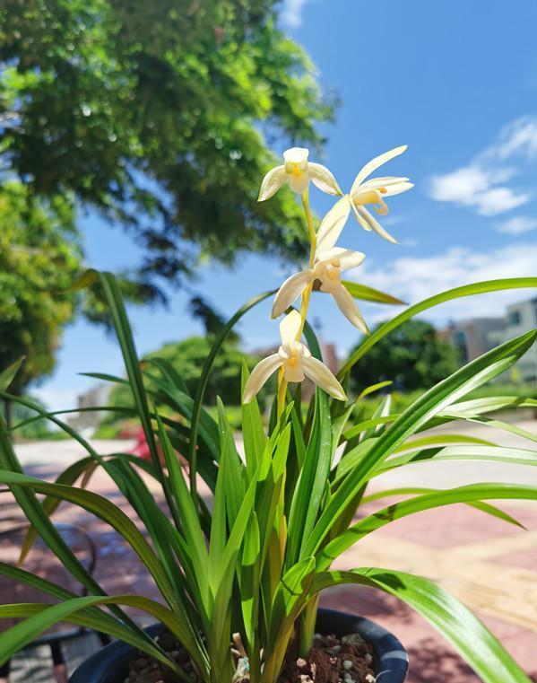 蘭花價(jià)格變化之旅，從綠葉到金花，自信與成就感的培育之路