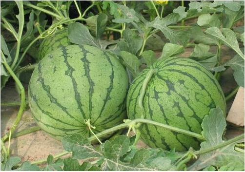 全國(guó)西瓜行情深度解析，夏日甜蜜風(fēng)暴席卷全國(guó)！