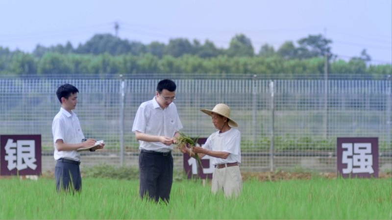 荃銀高科水稻新品種亮相，引領(lǐng)農(nóng)業(yè)科技創(chuàng)新之路