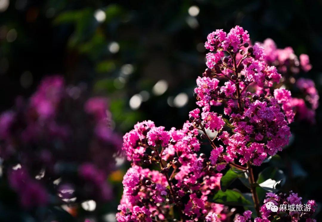 麻城紫薇星城房價探秘，最新房價信息與溫馨探房之旅