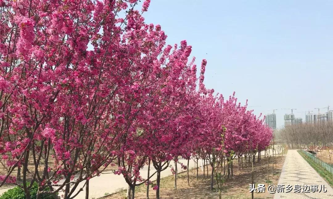 新鄉(xiāng)衛(wèi)源湖最新動(dòng)態(tài)更新