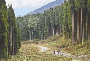 安徽省林場最新動態(tài)更新，綠意盎然的發(fā)展訊息????