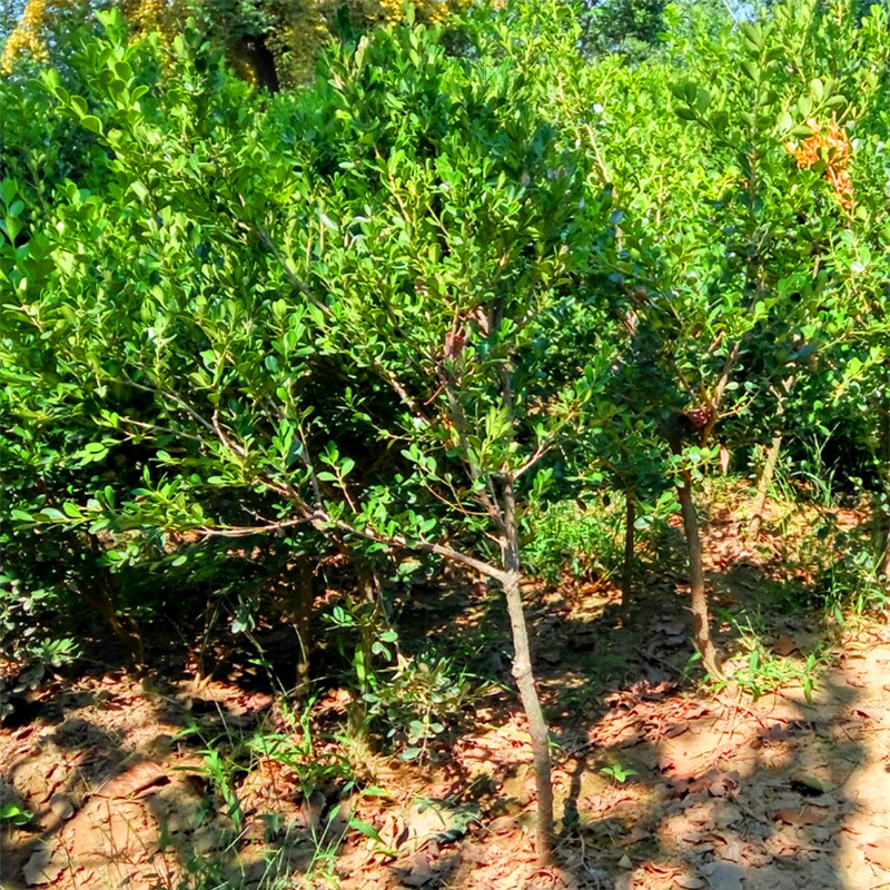 最新黃楊樹5公分價(jià)格揭秘，市場(chǎng)行情解析