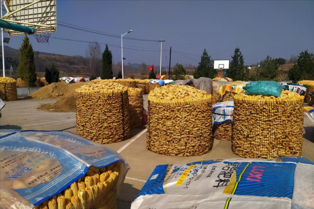 最新油沙豆市場價格探秘，綠色之旅尋求內心平靜之道