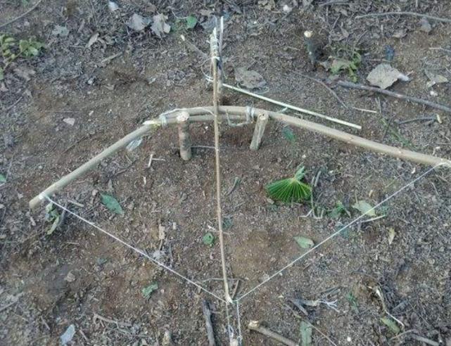 叢林大作戰(zhàn)最新版本攻略，任務(wù)完成與技能學(xué)習(xí)指南（初學(xué)者的進(jìn)階之路）