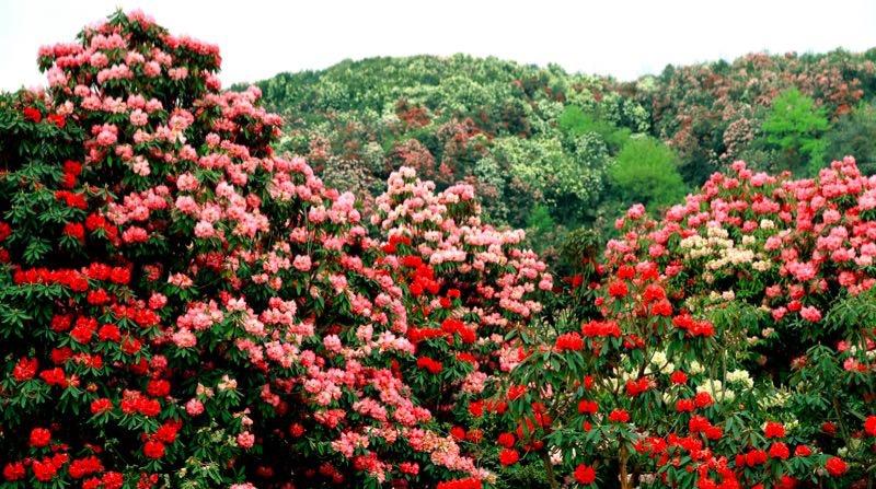 百里杜鵑盛開新篇章，最新新聞聯(lián)播速遞！