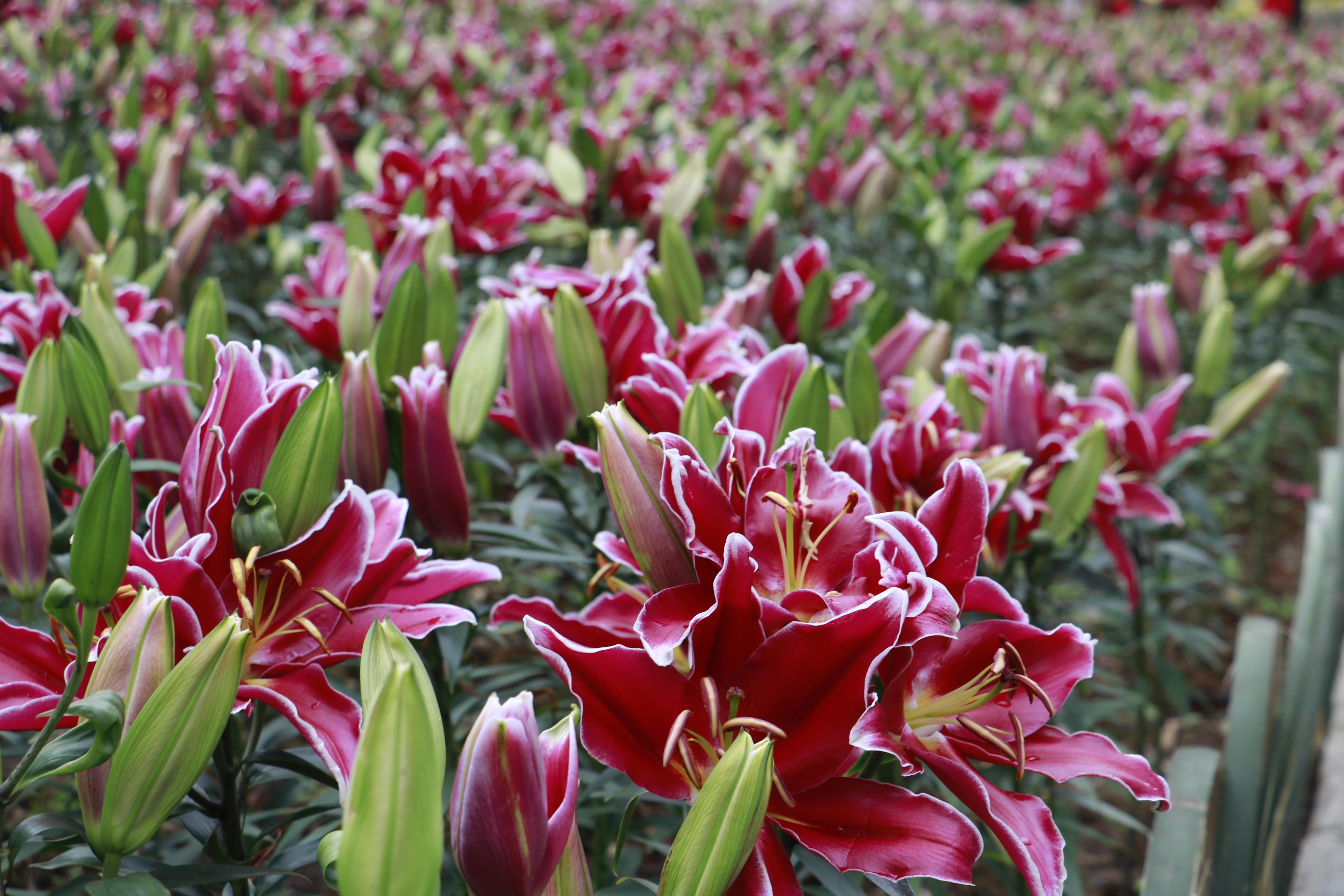 齊齊樂最新游戲安裝包，時代寵兒之選