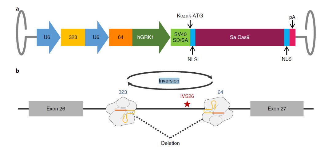 基因治療新突破，小明的奇跡基因之旅揭秘奇跡之源