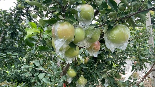 科技與自然融合的綠色奇跡，最新果樹展望