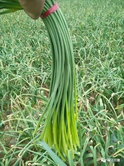 最新蒜苔價(jià)格變動(dòng)，學(xué)習(xí)中的自信與成就感的源泉