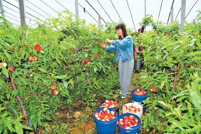 羅牛山最新動(dòng)態(tài)及相關(guān)論述概述