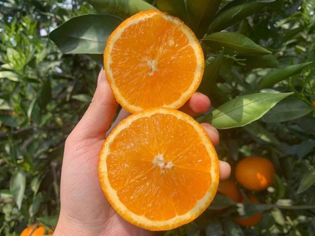 贛南臍橙最新價(jià)格，科技融合傳統(tǒng)，智能生活新潮流領(lǐng)航者