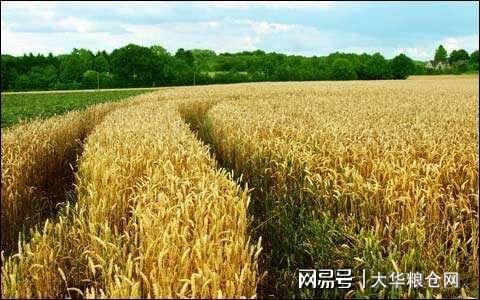 今天小麥最新價(jià)格行情，變化中的機(jī)遇與自我成長潛力探索