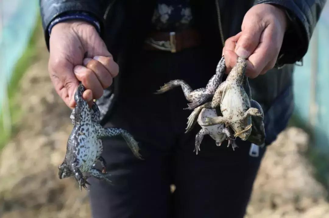 牛蛙價(jià)格最新動(dòng)態(tài)與購買指南，全面步驟解析