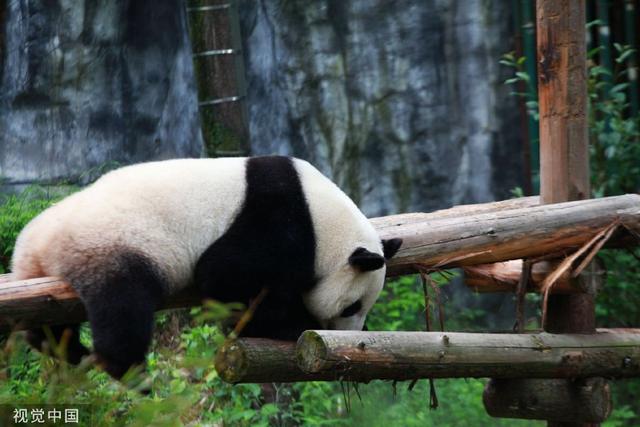 南京熊貓最新動態(tài)揭秘，如何獲取最新消息？