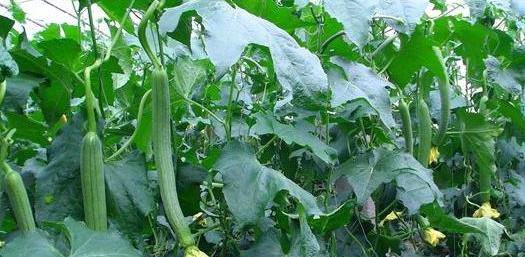 小巷深處的絲瓜味覺之旅，最新地址揭秘