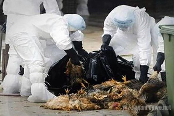 全球禽流感最新動(dòng)態(tài)，全球態(tài)勢(shì)與多方觀點(diǎn)深度解析