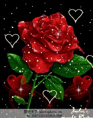 科技與藝術(shù)完美融合，最新玫瑰花閃圖欣賞