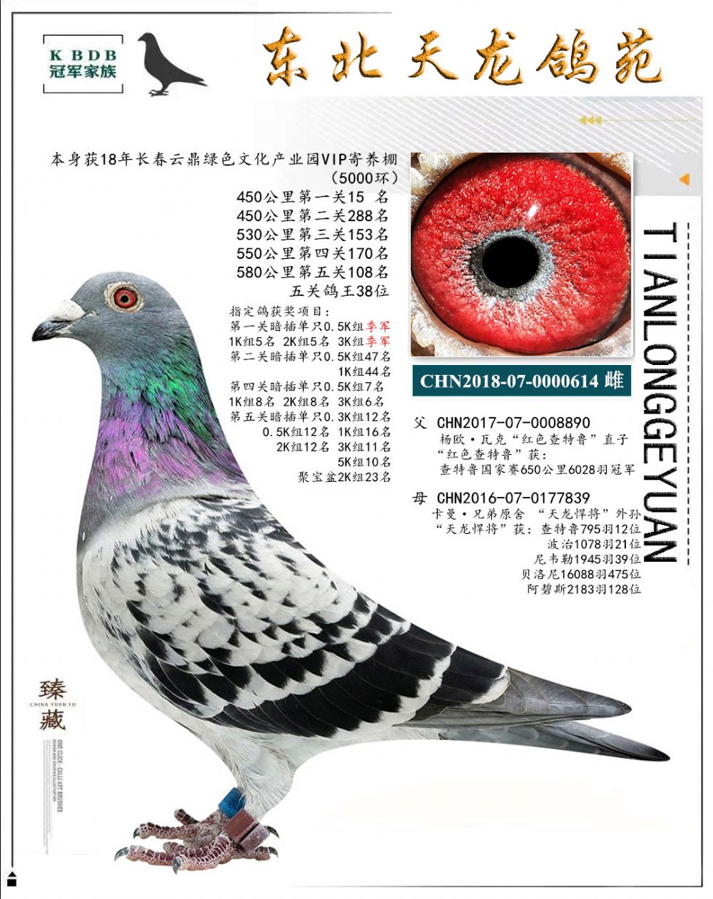 東北天龍鴿苑最新圖片，鴿界風(fēng)采展現(xiàn)，價(jià)值與影響深度探討